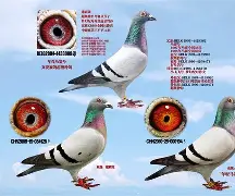 这也行？风云突变马赛赛前门线救险华盛顿奇才临场应变备战欧超杯，达拉斯独行侠围绕全明星赛止住颓势